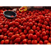 Tomatoes whole sale
